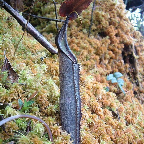 Nepenthes lingulata unspecified picture