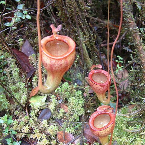 Nepenthes jamban unspecified picture