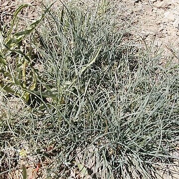 Festuca idahoensis unspecified picture