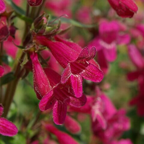 Penstemon triflorus unspecified picture