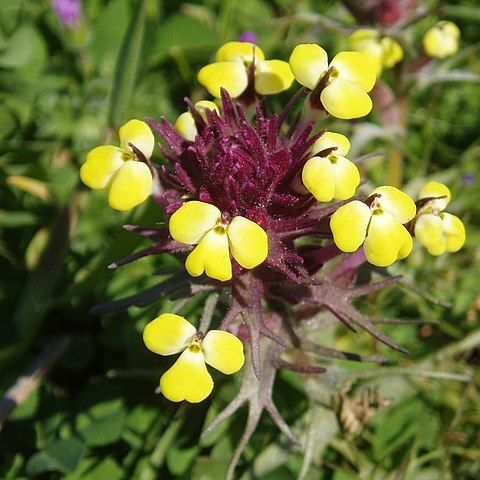 Triphysaria eriantha unspecified picture