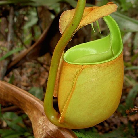 Nepenthes bicalcarata unspecified picture