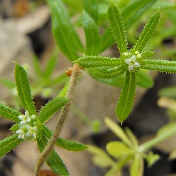 Galium catalinense unspecified picture