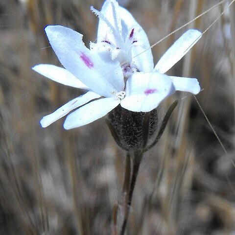 Osmadenia unspecified picture