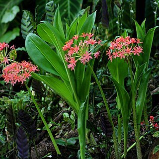 Scadoxus pole-evansii unspecified picture