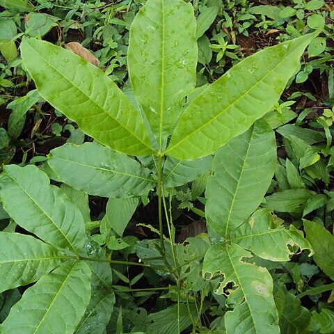 Melicope lunu-ankenda unspecified picture