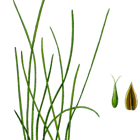 Carex mucronata unspecified picture