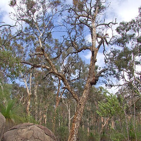 Eucalyptus accedens unspecified picture