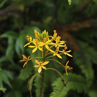 Epidendrum aura-usecheae unspecified picture