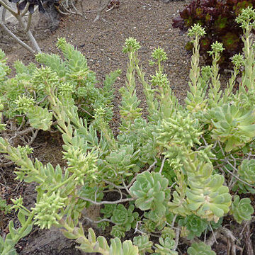 Aeonium castello-paivae unspecified picture