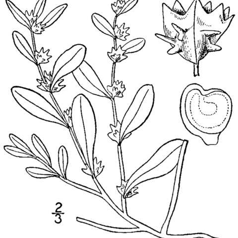 Atriplex cristata unspecified picture