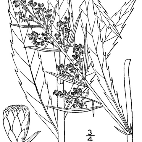 Artemisia serrata unspecified picture