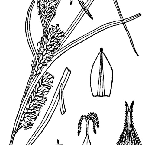 Carex trichocarpa unspecified picture