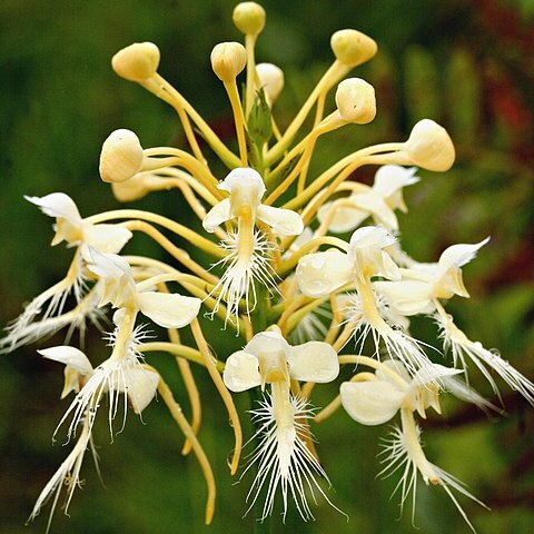 Platanthera x bicolor unspecified picture