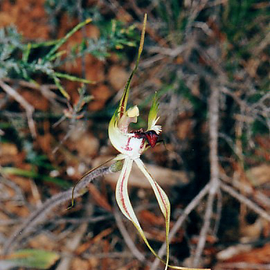 Caladenia tensa unspecified picture