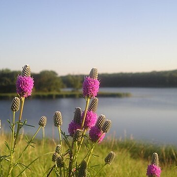 Dalea searlsiae unspecified picture