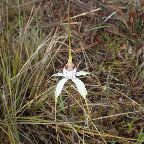 Caladenia splendens unspecified picture