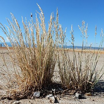 Poa stenantha unspecified picture