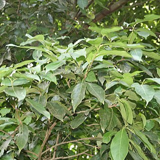 Nectandra lineata unspecified picture