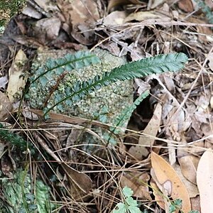 Blechnum lineare unspecified picture