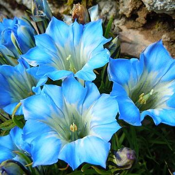 Gentiana lawrencei unspecified picture