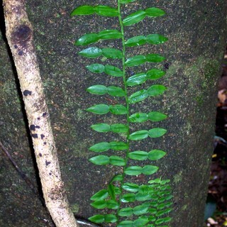 Pothos longipes unspecified picture