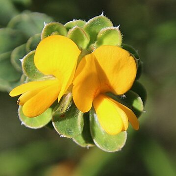 Pultenaea ferruginea unspecified picture