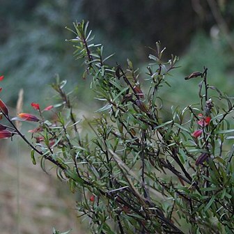 Castilleja talamancensis unspecified picture