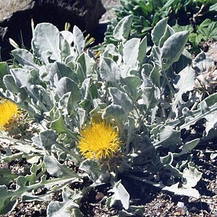 Centaurea chrysantha unspecified picture