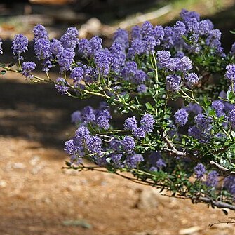 Ceanothus parvifolius unspecified picture