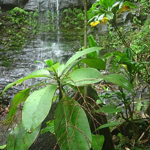 Charpentiera densiflora unspecified picture