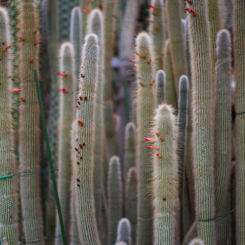 Cleistocactus hyalacanthus unspecified picture