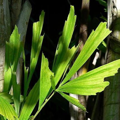 Caryota unspecified picture