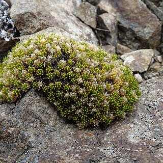 Colobanthus brevisepalus unspecified picture