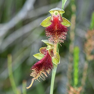 Calochilus grandiflorus unspecified picture