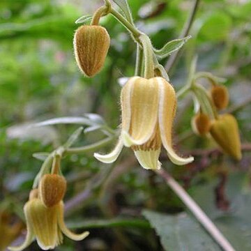 Clematis leschenaultiana unspecified picture