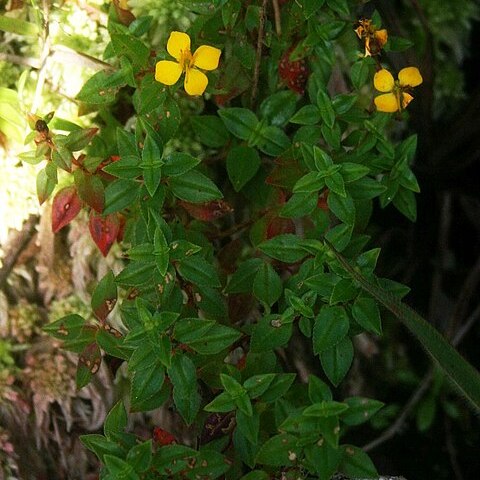 Chaetolepis anisandra unspecified picture