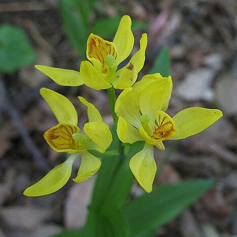 Cephalanthera falcata unspecified picture