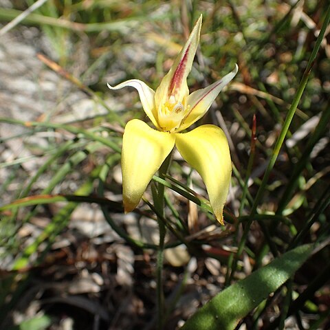 Caladenia flava subsp. sylvestris unspecified picture