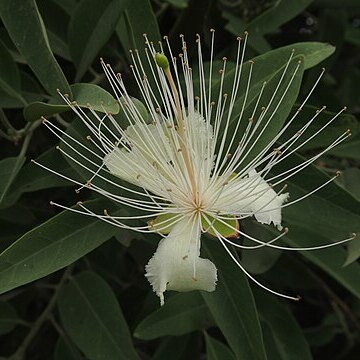 Capparis lasiantha unspecified picture