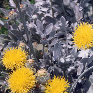 Centaurea ragusina subsp. ragusina unspecified picture