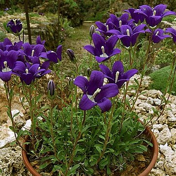 Campanula bellidifolia unspecified picture