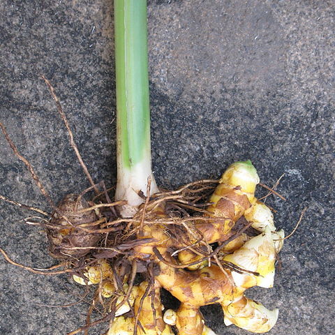 Curcuma purpurascens unspecified picture