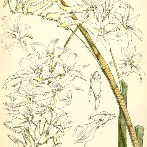 Dendrobium barbatulum unspecified picture