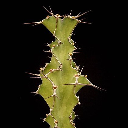 Euphorbia pseudoburuana unspecified picture