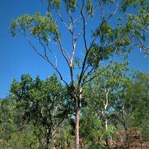 Corymbia kombolgiensis unspecified picture