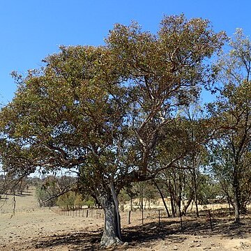 Eucalyptus magnificata unspecified picture