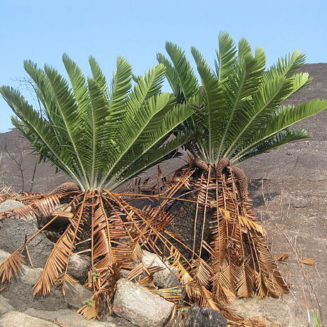 Encephalartos turneri unspecified picture