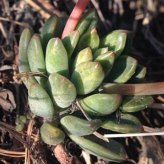 Echeveria amoena unspecified picture