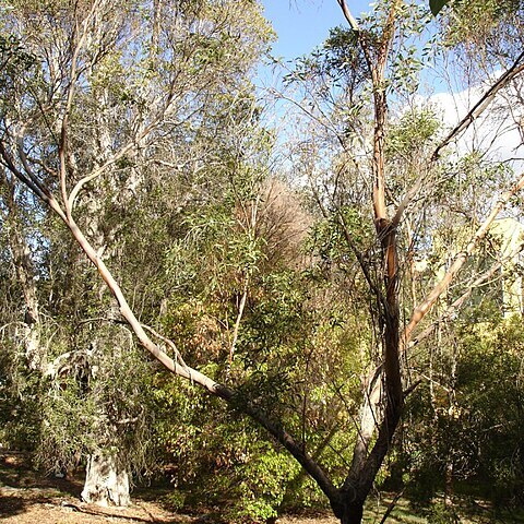 Eucalyptus lansdowneana unspecified picture